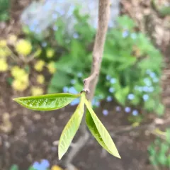 common pawpaw thumbnail 2