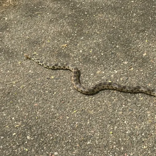 Western Foxsnake