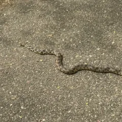 Western Foxsnake thumbnail 1
