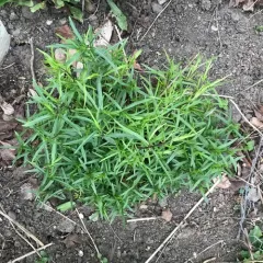 narrowleaf mountainmint thumbnail 2