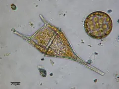 Tripos lineatus thumbnail 1