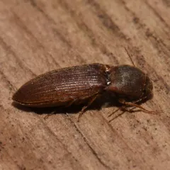 Wheat Wireworm thumbnail 3