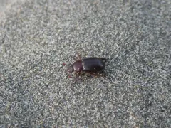 Keen's Stag Beetle thumbnail 2