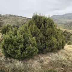 Utah Juniper thumbnail 4