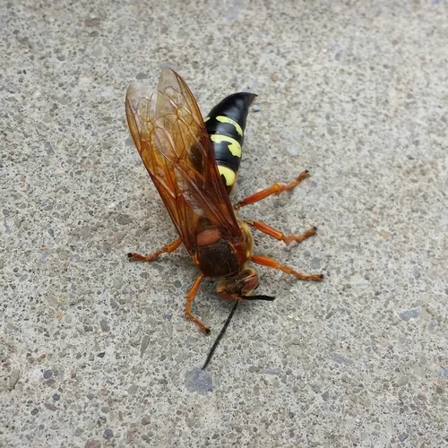 Eastern Cicada-killer Wasp