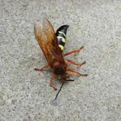 Eastern Cicada-killer Wasp thumbnail 1