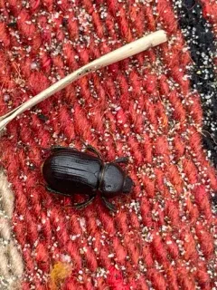 Keen's Stag Beetle thumbnail 3
