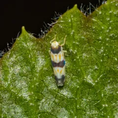 Three-banded Leafhopper thumbnail 3