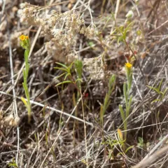 Common Fiddleneck thumbnail 4
