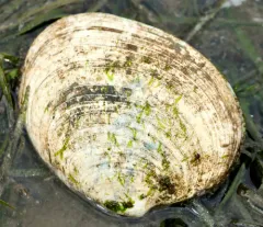 Thin-shelled Littleneck thumbnail 2