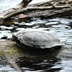 Pond Slider thumbnail 4