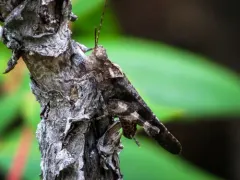 Boll's Grasshopper thumbnail 1