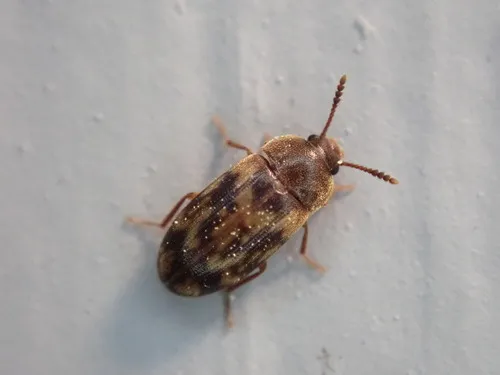 Multi-spotted Hairy Fungus Beetle