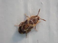 Multi-spotted Hairy Fungus Beetle thumbnail 1