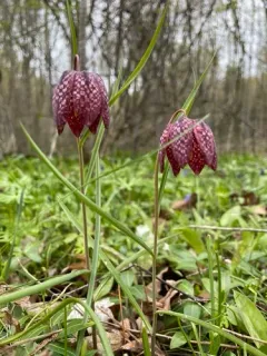snake's-head fritillary thumbnail 1