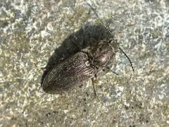 Hadromorphus inflatus thumbnail 3