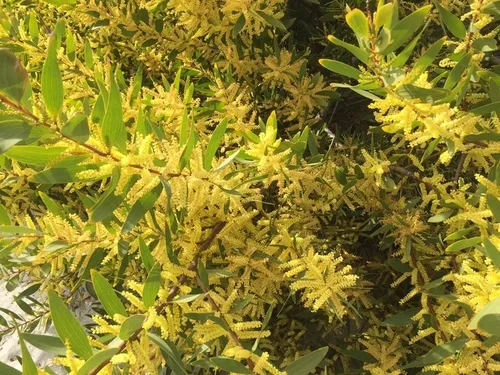 Longleaf Wattle