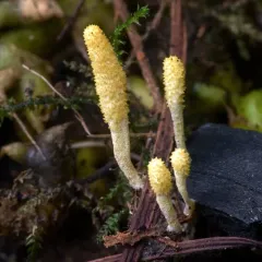 Cordyceps bifusispora thumbnail 2
