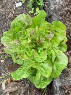 lettuce thumbnail 2