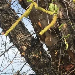 river birch thumbnail 3