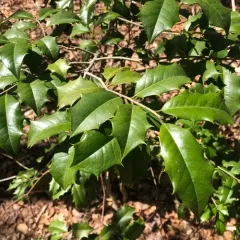 American holly thumbnail 2