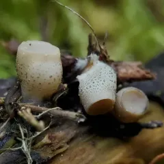Cudoniella tenuispora thumbnail 2