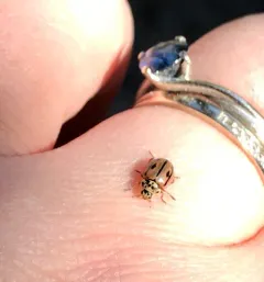 Hudsonian Ladybird thumbnail 3