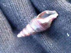 Snakeskin Turrid thumbnail 2