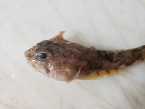 Arctic Staghorn Sculpin