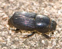Eupleurus subterraneus thumbnail 2