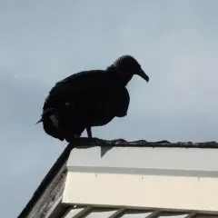 Black Vulture thumbnail 4