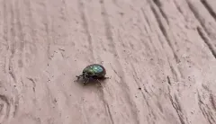 Oblong Pill Beetle thumbnail 2