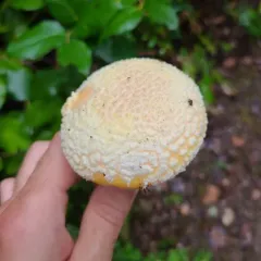 Sunshine Amanita thumbnail 2