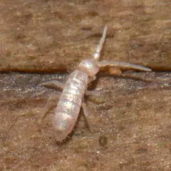 Heteromurus nitidus thumbnail 2