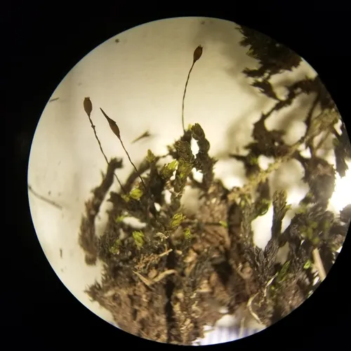 Yellow Fringe-moss