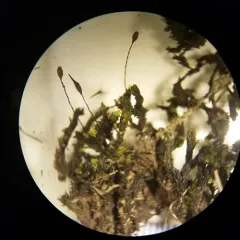 Yellow Fringe-moss thumbnail 1
