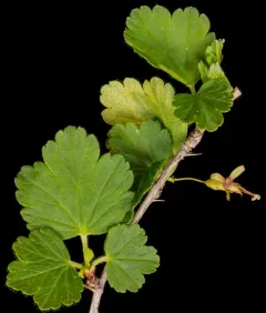 Appalachian Gooseberry thumbnail 3