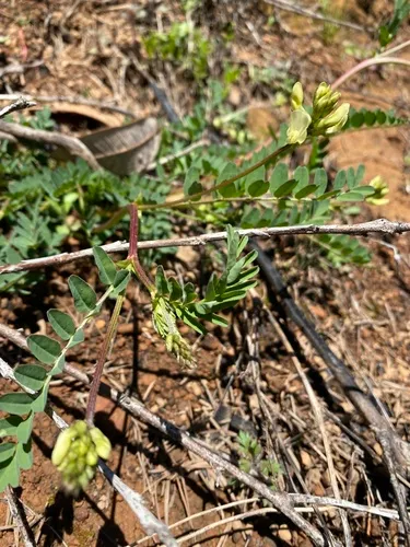 Bald Mountain Milkvetch