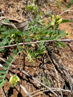Bald Mountain Milkvetch thumbnail 1