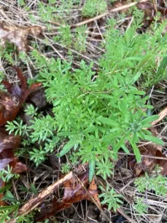 False Cleavers thumbnail 2