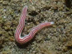 Paranaitis polynoides thumbnail 2