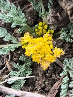 Longstalk Springparsley thumbnail 4