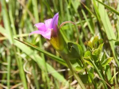 Rosy sandcrocus thumbnail 2