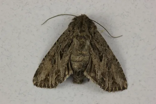 Anarta fusculenta