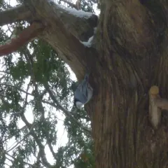 White-breasted nuthatch