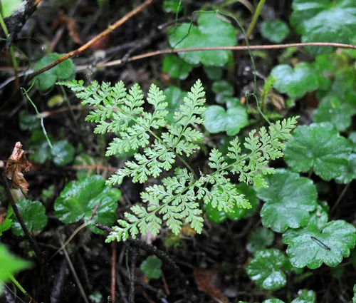 mountain bladder-fern