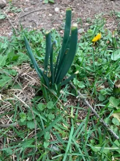 Common Onion thumbnail 2