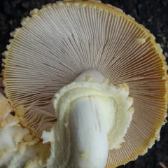 Fly Agaric thumbnail 4