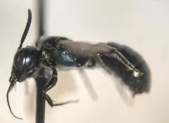Ceratina micheneri thumbnail 4