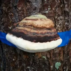 Ochre-banded Conk thumbnail 4